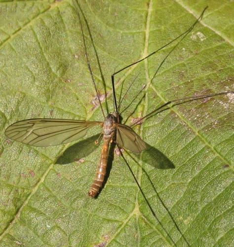 Réf. 78 906 : Tipula pagana
