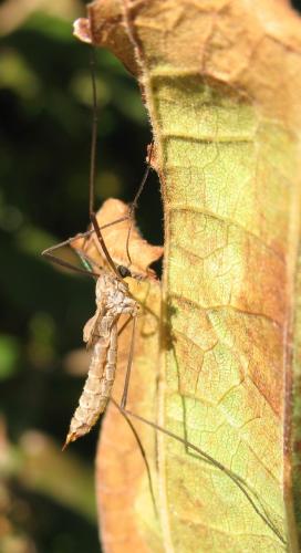 Réf. 78 997 : Tipula pagana