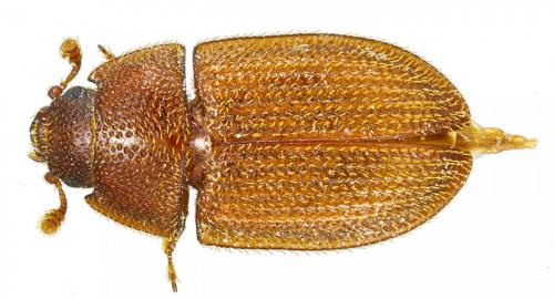 Réf. 78 857 : Ancyrona sp.