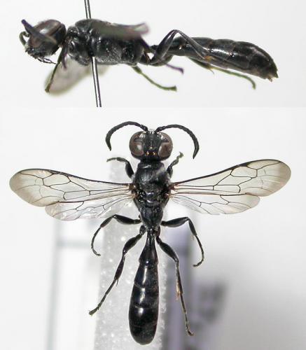 Réf. 78 047 : Trypoxylon figulus