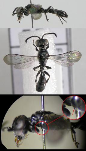 Trypoxylon minus