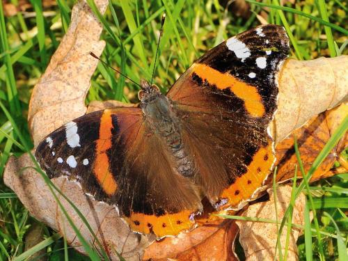Réf. 78 545 : Vanessa atalanta