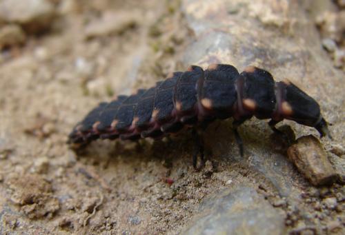 Lampyris noctiluca