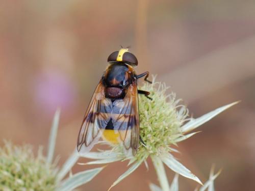 Volucella elegans
