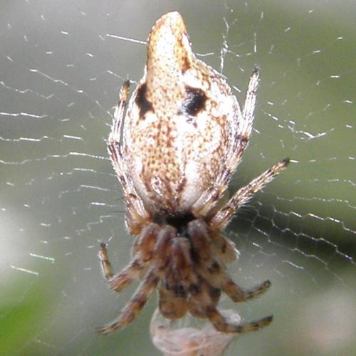 Cyclosa sp.