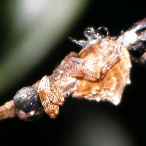 Hyptiotes sp.