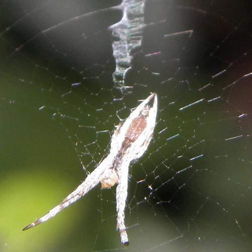 Uloborus walckenaerius