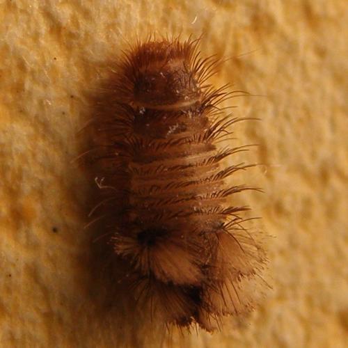Réf. 78 842 : Anthrenus sp.