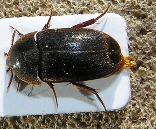 Eustrophus dermestoides