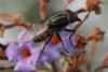 78825 – Photo : Olivier Pineau – France (30)
