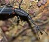 78392 – Photo : Sébastien Cally – Madagascar