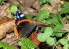 78120 – Photo : vanderbergh – France (61)