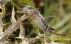 78342 – Photo : Berger Laurent – France (26)
