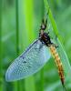 78101 – Photo : Vincent VALLI – France (10)