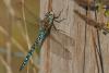 78804 – Photo : quenting – France (47)
