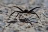 78440 – Photo : Michel Gunther – France (84)