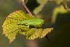 78442 – Photo : Michel Gunther – France (84)