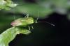 78425 – Photo : Christophe Quintin – France (21)