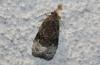 78707 – Photo : alain Roujas – France (31)