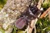 78680 – Photo : henri maleysson – France (43)