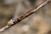 78080 – Photo : henri maleysson – France (66)