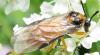 78431 – Photo : ADELSKI Adrien – France (60)