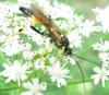 78426 – Photo : ADELSKI Adrien – France (60)
