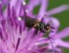 78118 – Photo : Arthropa - Benoit Martha – France (74)