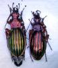 78252 – Photo : Bruno MERIGUET – France (77)