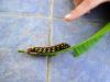 78407 – Photo : Laure Marquet – Madagascar