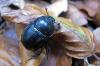78372 – Photo : Christophe Quintin – France (50)