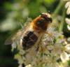 78828 – Photo : clovis – France (38)