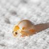 78176 – Photo : Kriznar Lucie – France (06)