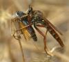 78603 – Photo : Pensa Eric – France (13)