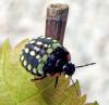 78348 – Photo : Michel Bonneau – France (18)