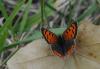 78320 – Photo : C.gager – France (49)