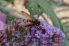 78776 – Photo : C.gager – France (49)