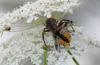 78719 – Photo : C.gager – France (49)