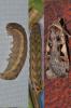 78930 – Photo : Marie Frayssinet – France (34)