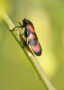 78639 – Photo : C.gager – France (49)