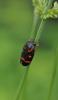 78640 – Photo : C.gager – France (49)