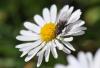 78775 – Photo : C.gager – France (49)