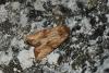 78874 – Photo : Samuel DUCEPT – France (86)