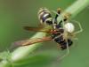 78307 – Photo : Patrick Decreus – France (93)