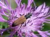 78841 – Photo : Prisca – France (05)