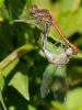 Sympetrum striolatum