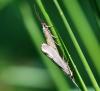 78236 – Photo : Philippe Moniotte – France (34)