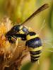 78813 – Photo : Prisca – France (13)