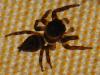 78633 – Photo : Prisca – France (13)