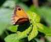 78475 – Photo : Patrick Decreus – France (09)